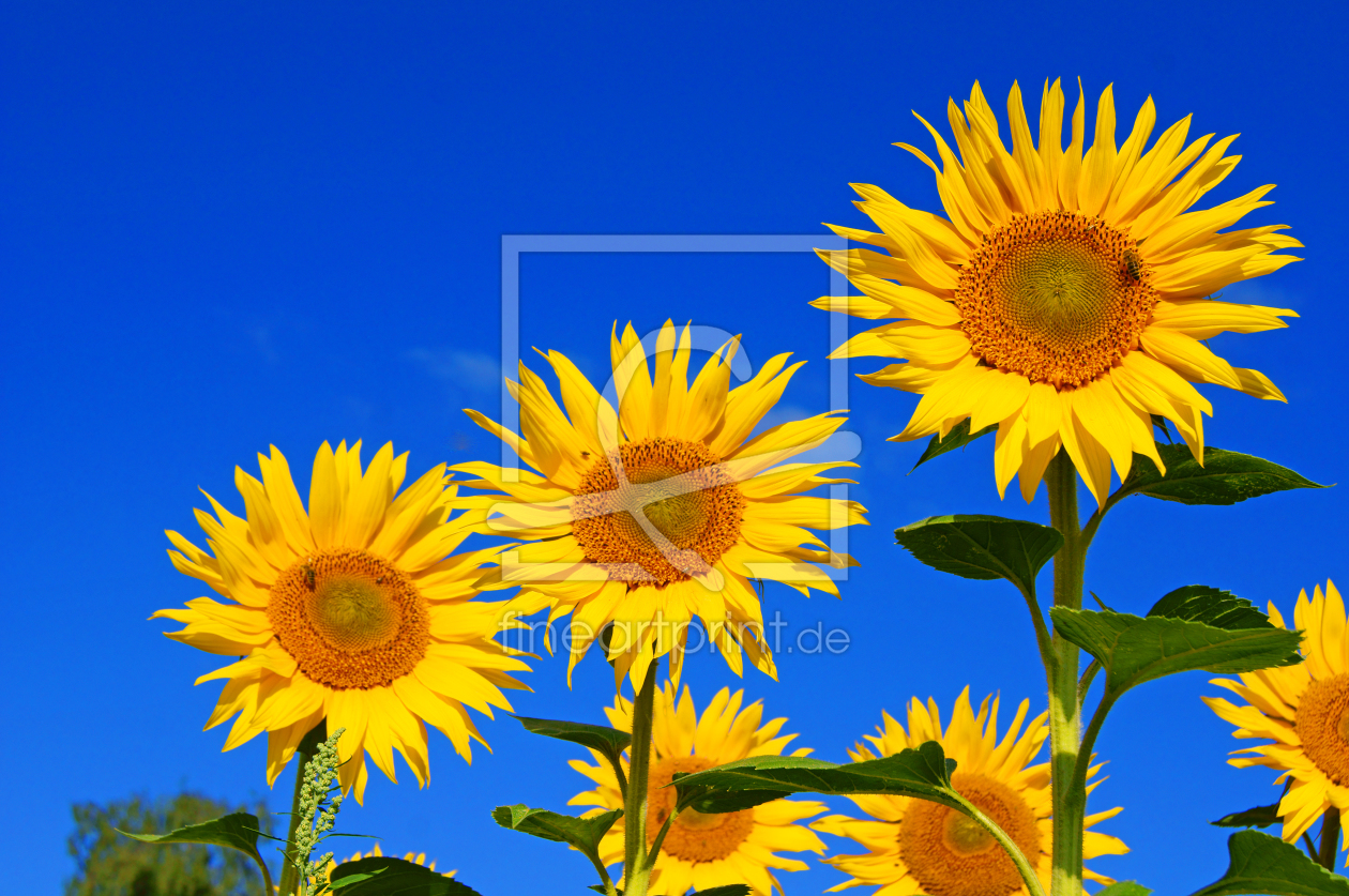 Bild-Nr.: 10306129 Sonnenblume erstellt von PhotographybyMK