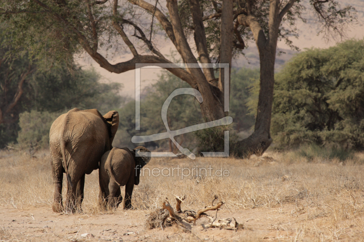 Bild-Nr.: 10306467 Wüstenelefanten in Namibia erstellt von DirkR