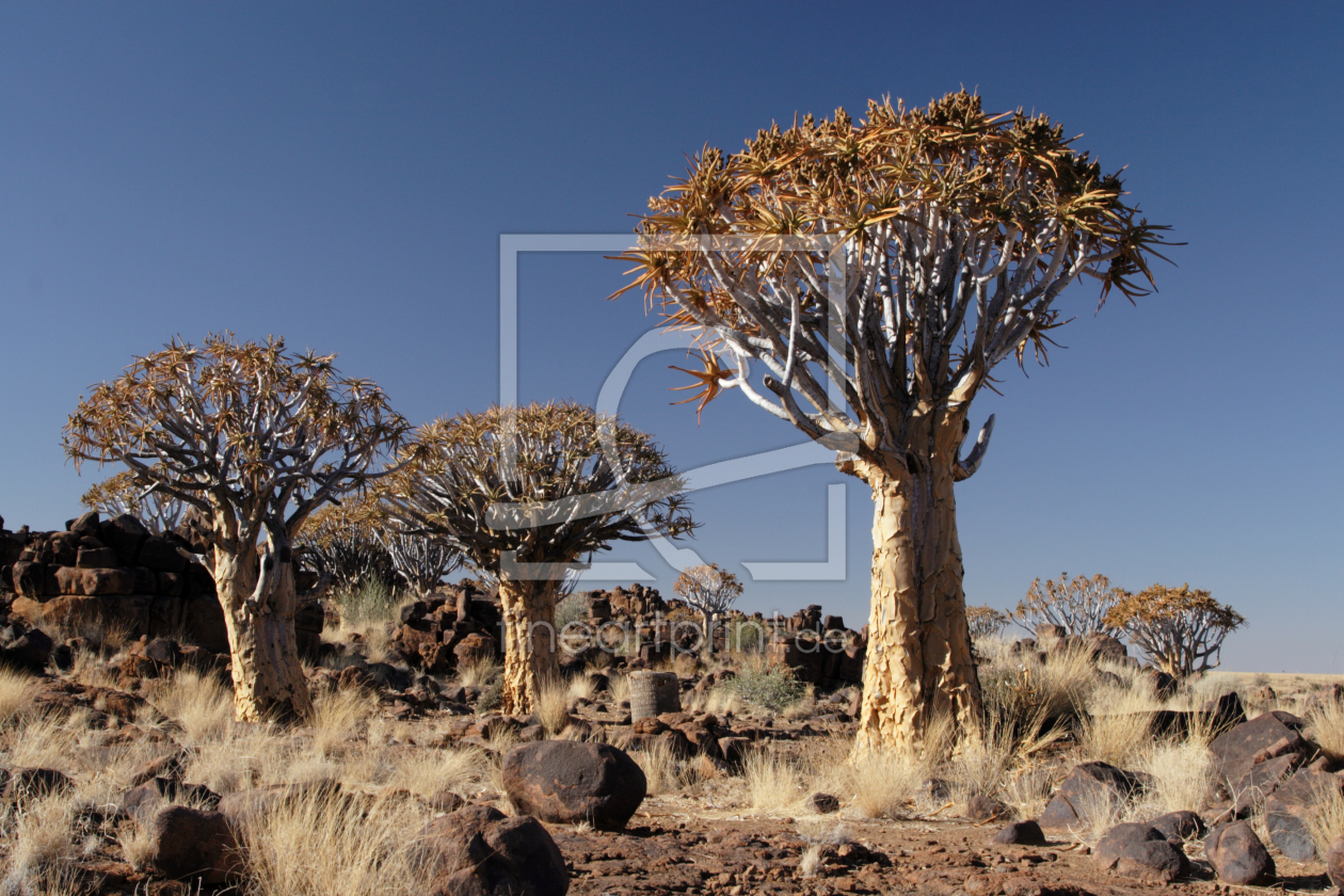 Bild-Nr.: 10306795 Köcherbäume in Namibia erstellt von DirkR