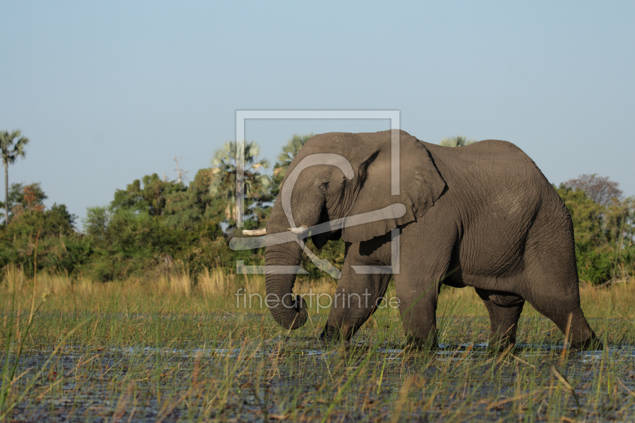 Bild-Nr.: 10308119 Elefant im Okavango Delta erstellt von DirkR