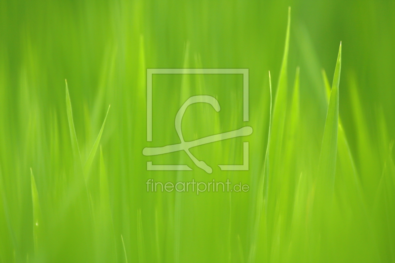 Bild-Nr.: 10308745 Rice plant with blur for background erstellt von fotoping