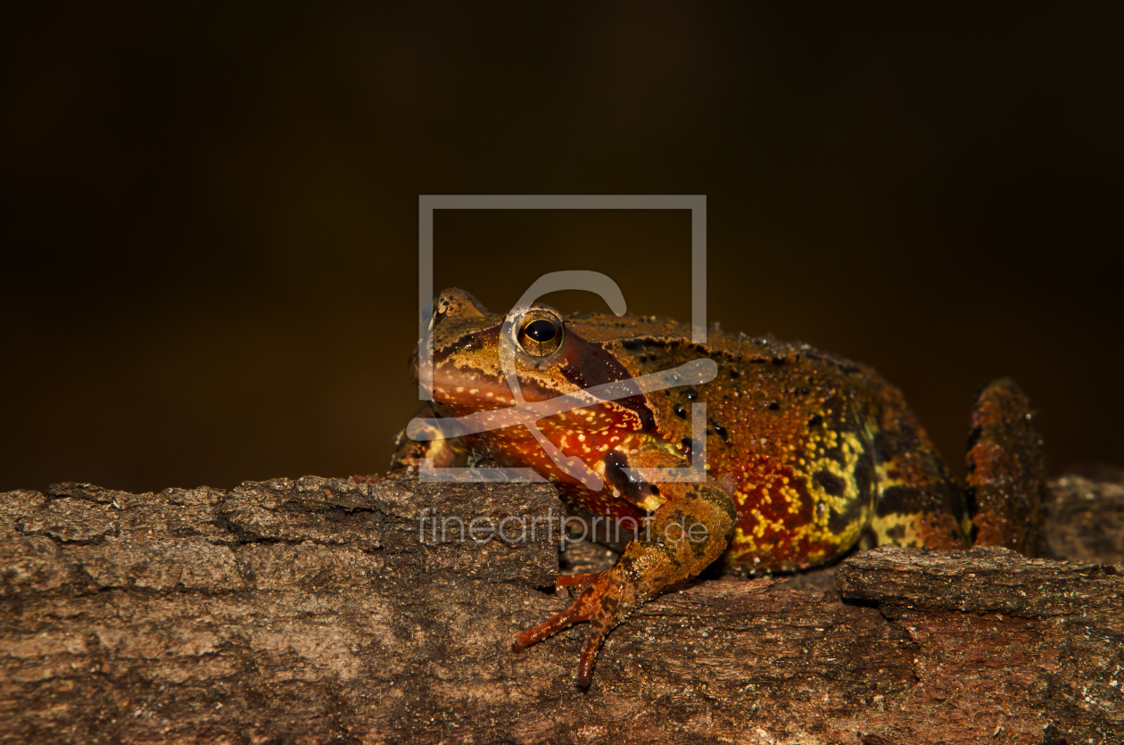 Bild-Nr.: 10315891 Frosch erstellt von PhotoArt-Hartmann