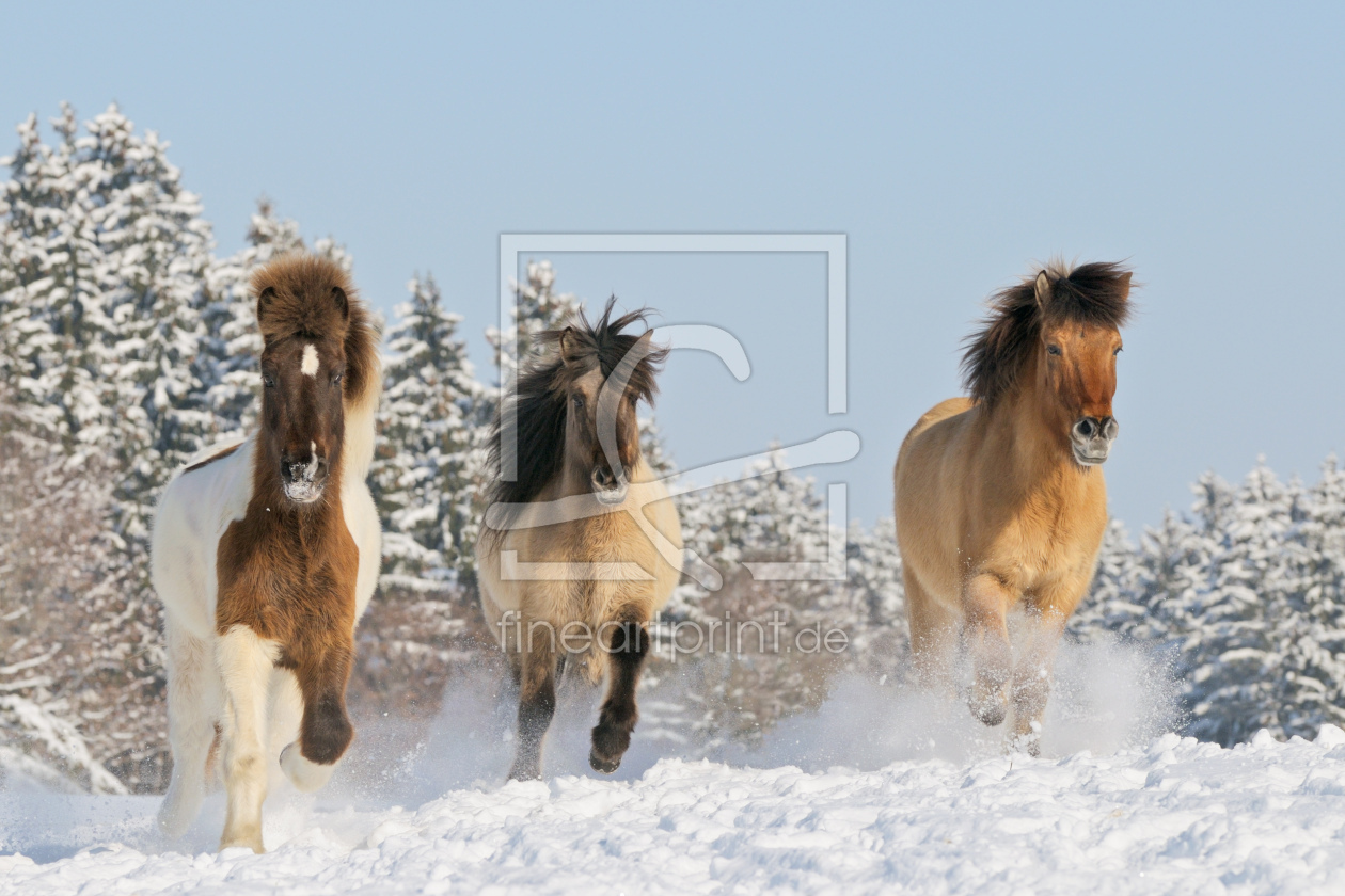 Bild-Nr.: 10323047 Islandpferde im Winter erstellt von Martina Grebler