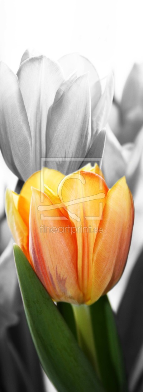 Bild-Nr.: 10323259 Tulpe erstellt von Cindy Friedrich