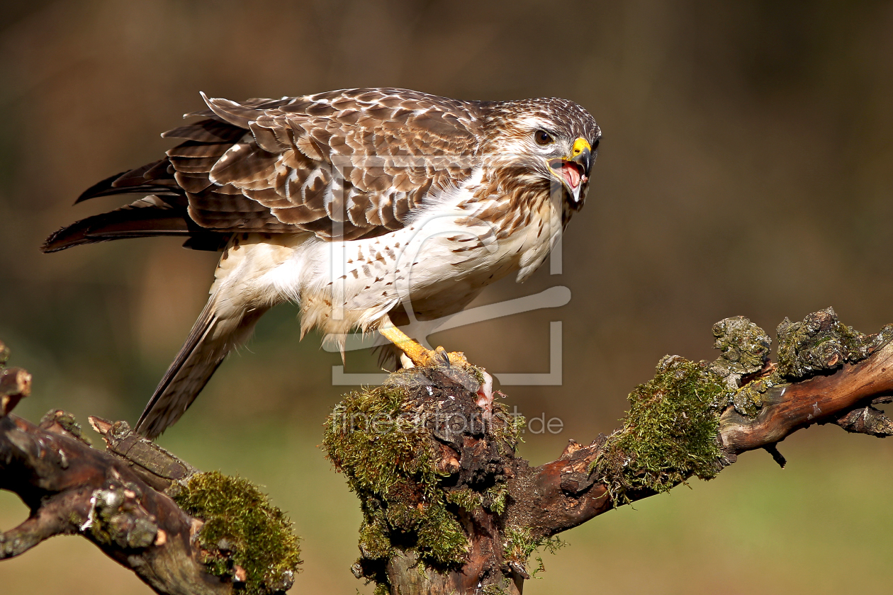 Bild-Nr.: 10324781 L A U E R J Ä G E R erstellt von brawo-foto