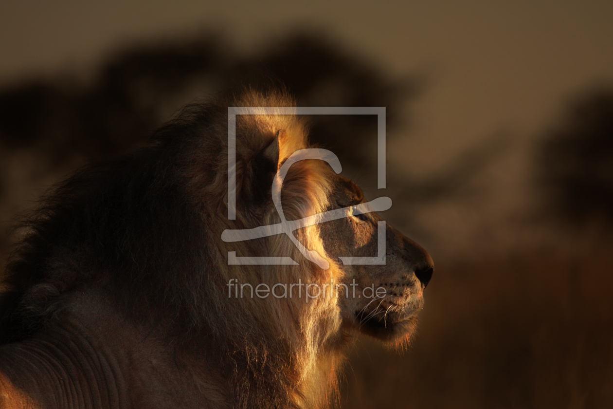 Bild-Nr.: 10325023 König der Löwen erstellt von sk-photoart