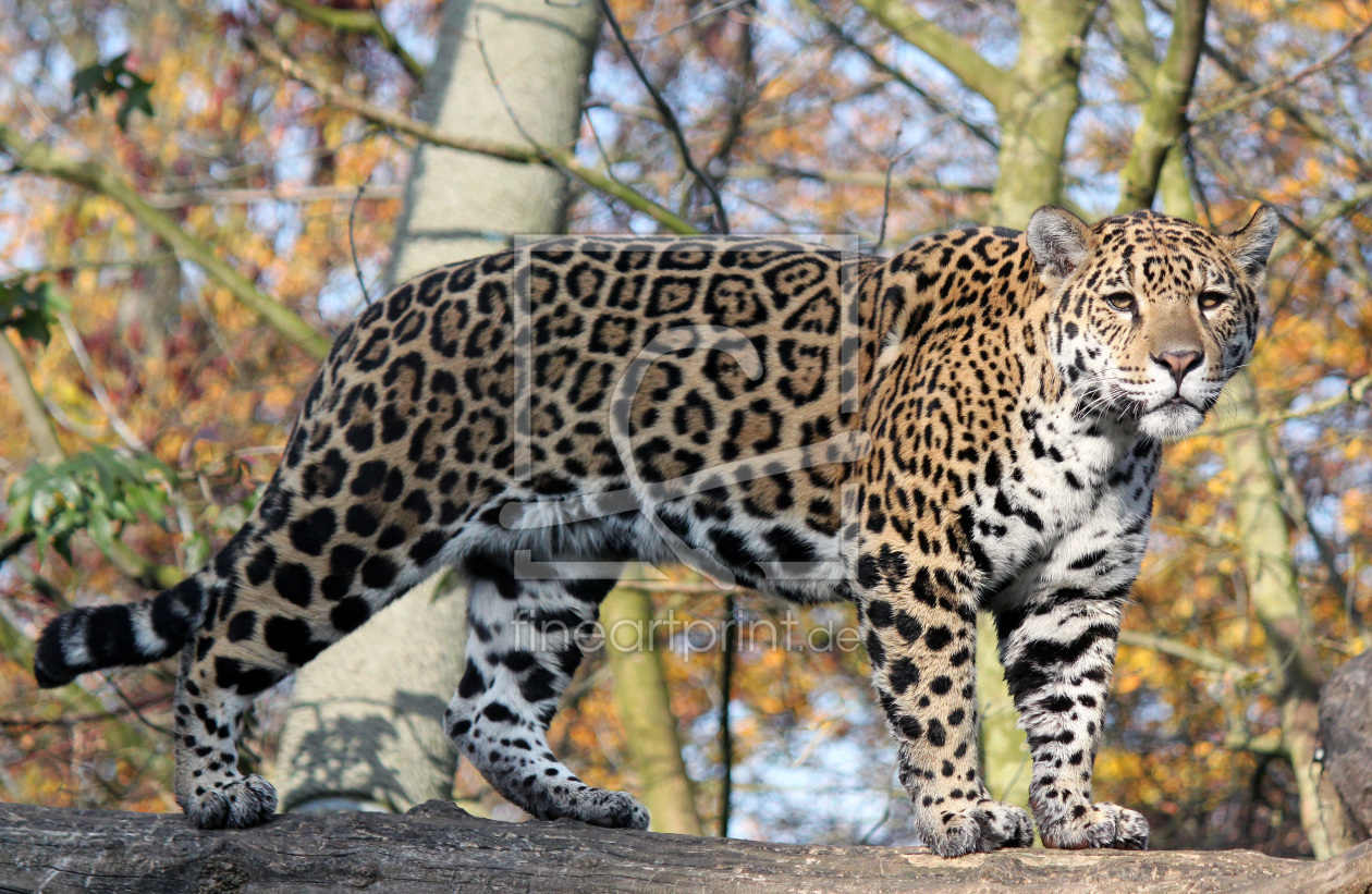 Bild-Nr.: 10325829 Jaguar - immer aufmerksam und auf dem Sprung - erstellt von mpenzi