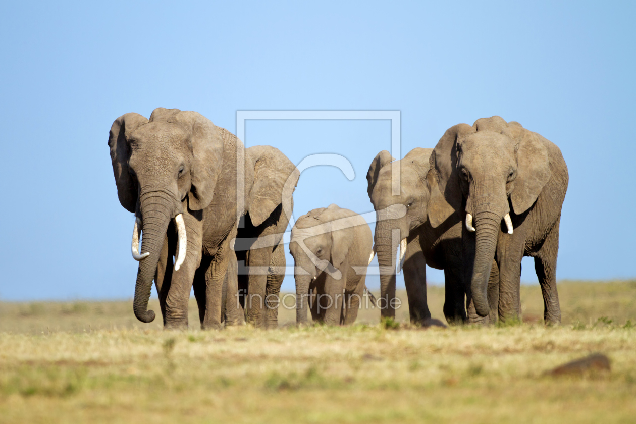 Bild-Nr.: 10327705 Die lange Wanderung der Giganten erstellt von Safarifotografie