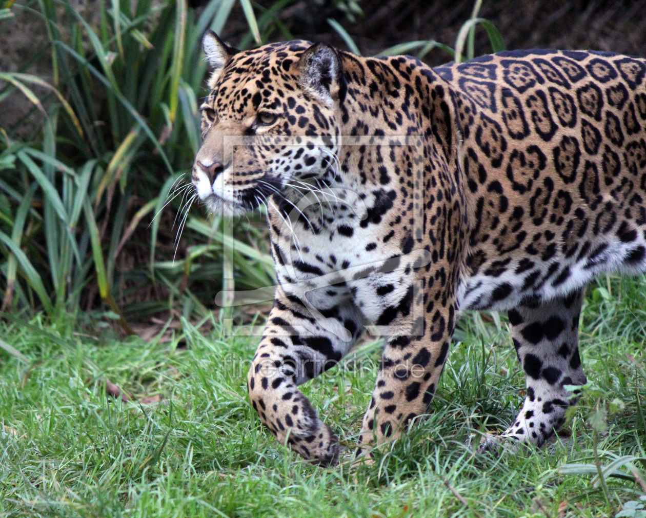 Bild-Nr.: 10330109 Jaguar - Meister im Anschleichen - erstellt von mpenzi