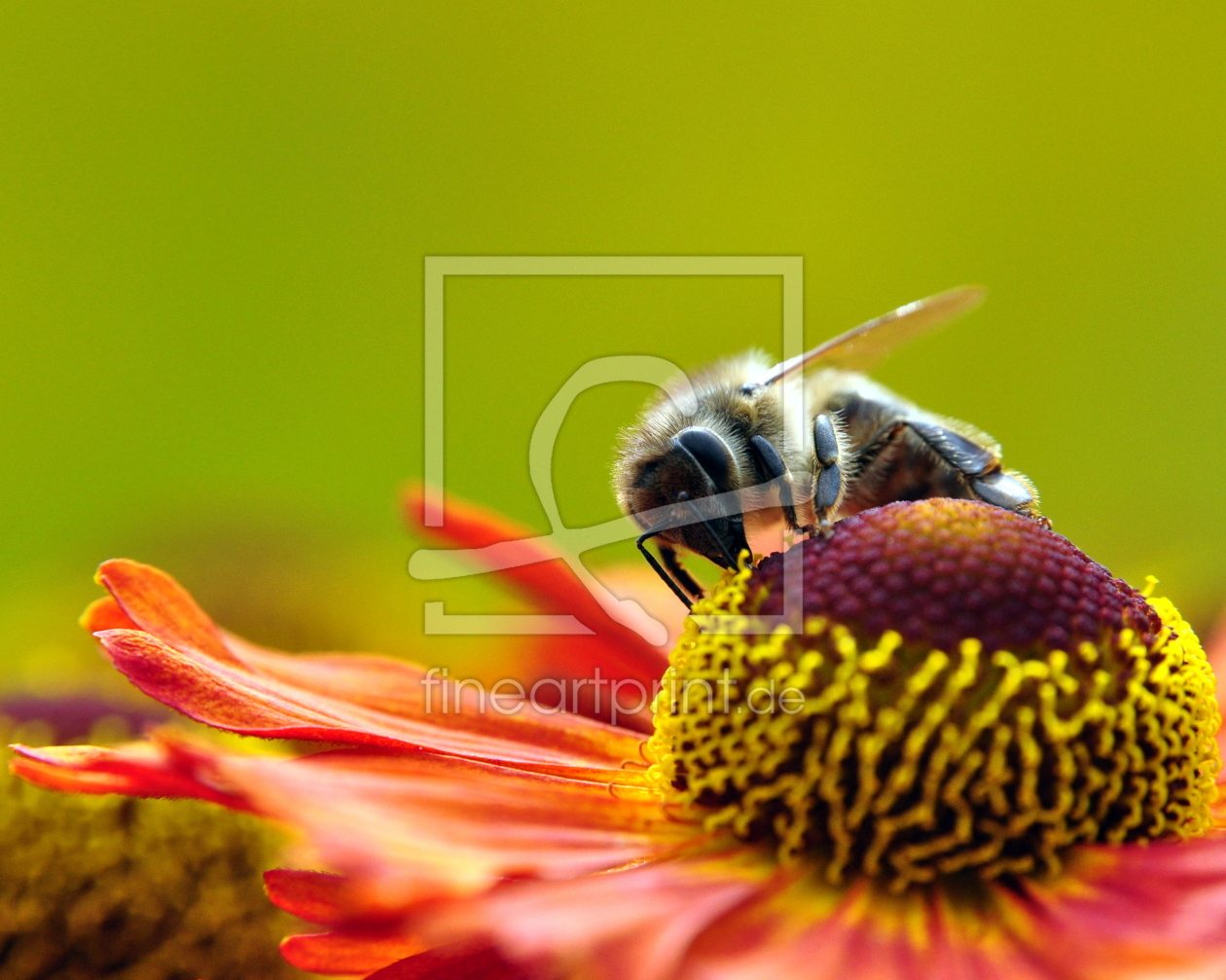 Bild-Nr.: 10330251 ein letzter sommertag erstellt von marestellaris