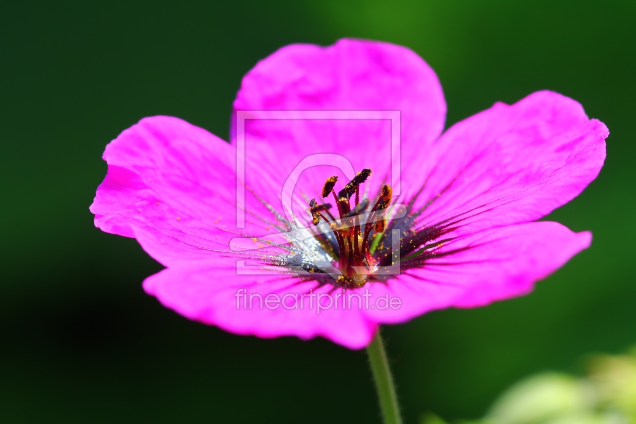 Bild-Nr.: 10330255 Geranium erstellt von falconer59