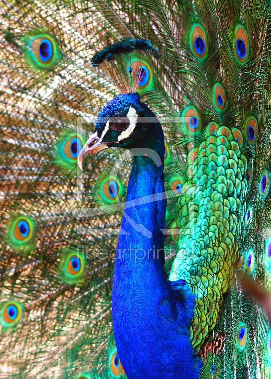 Bild-Nr.: 10334589 Tierportrait erstellt von falconer59