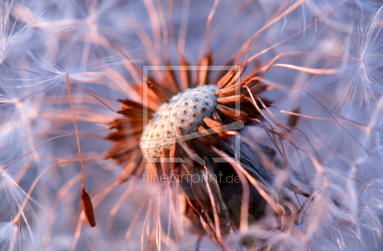 Bild-Nr.: 10334943 Pusteblume erstellt von Atteloi