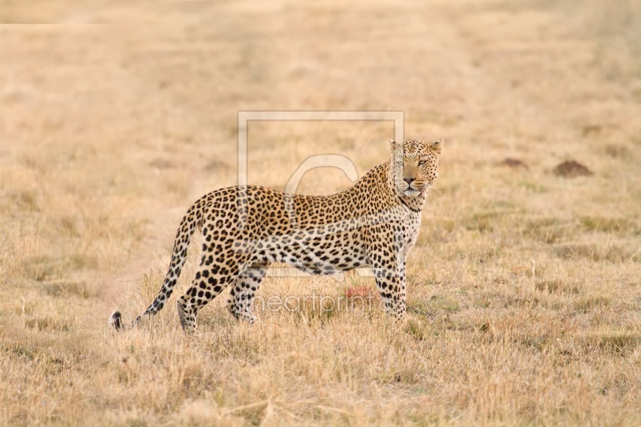 Bild-Nr.: 10336695 Leopard erstellt von janschuler