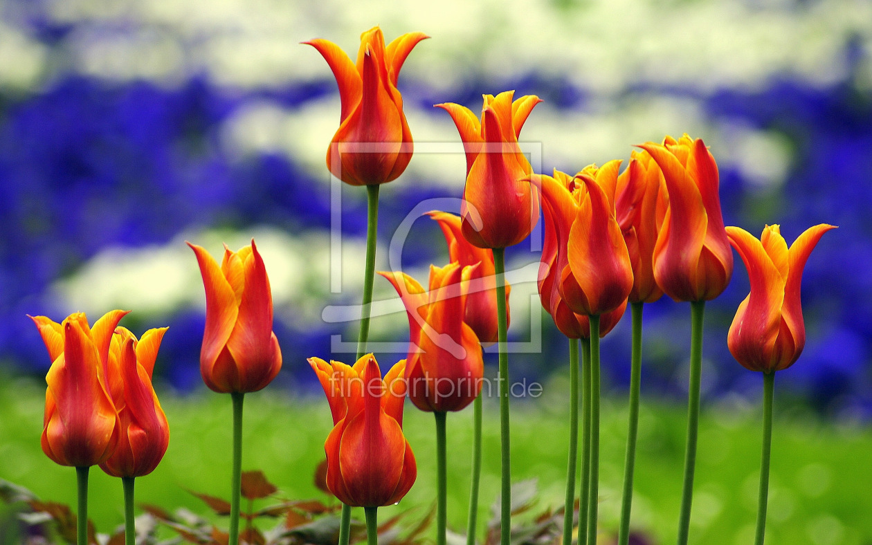 Bild-Nr.: 10336781 Blumenstolz im Frühling erstellt von Botanicus