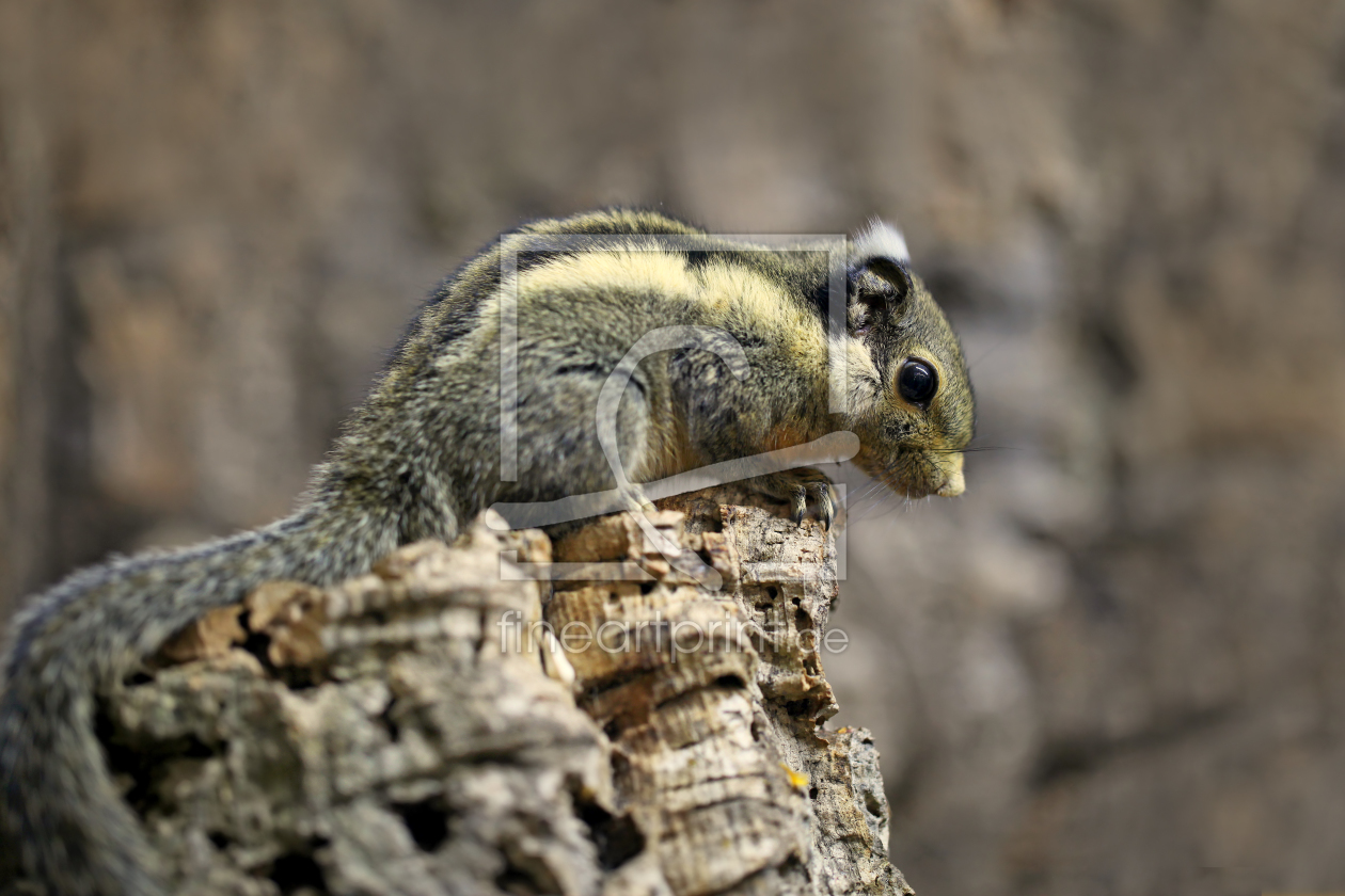 Bild-Nr.: 10341009 Chipmunk erstellt von Thomas Herzog