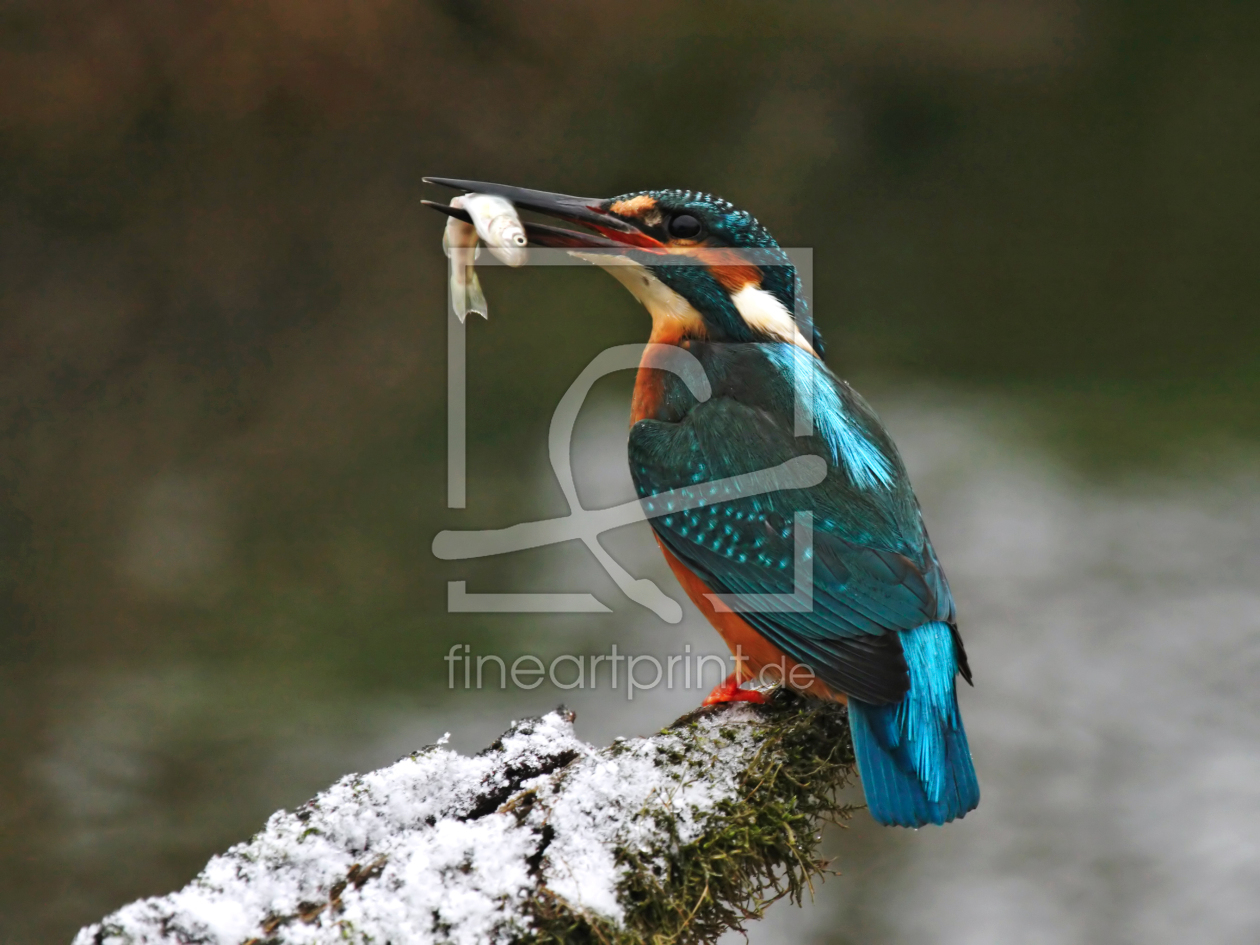 Bild-Nr.: 10342083 Eisvogel (Alcedo atthis) erstellt von DirkR