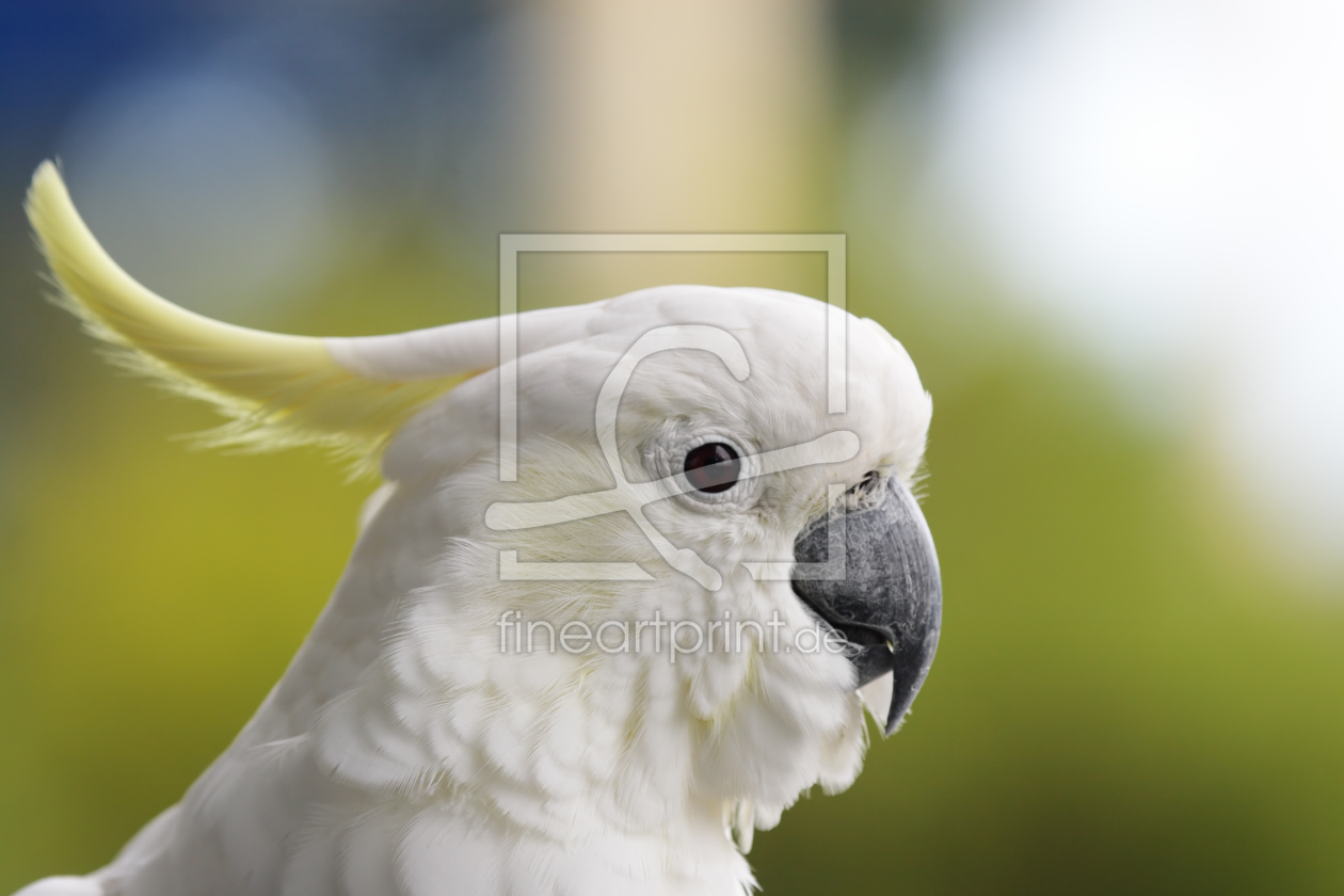 Bild-Nr.: 10342741 Gelbhaubenkakadu (Cacatua galerita) erstellt von DirkR