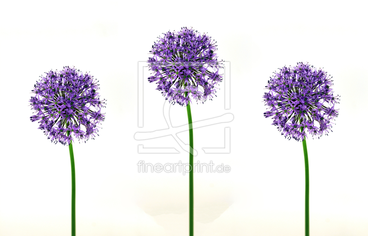 Bild-Nr.: 10343529 Allium erstellt von Susann Mielke