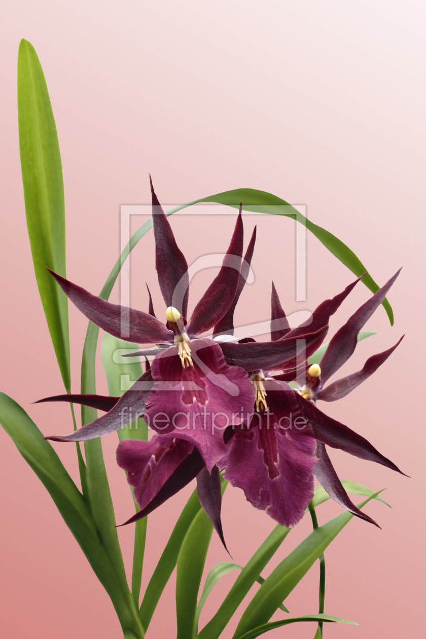 Bild-Nr.: 10343625 Orchidee Miltassia Royal erstellt von Callisto