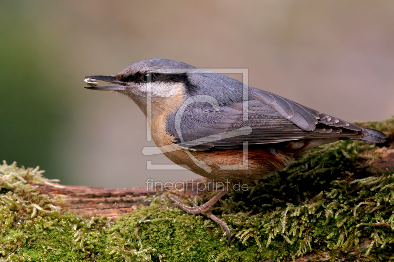 Bild-Nr.: 10347109 K L E I B E R erstellt von brawo-foto