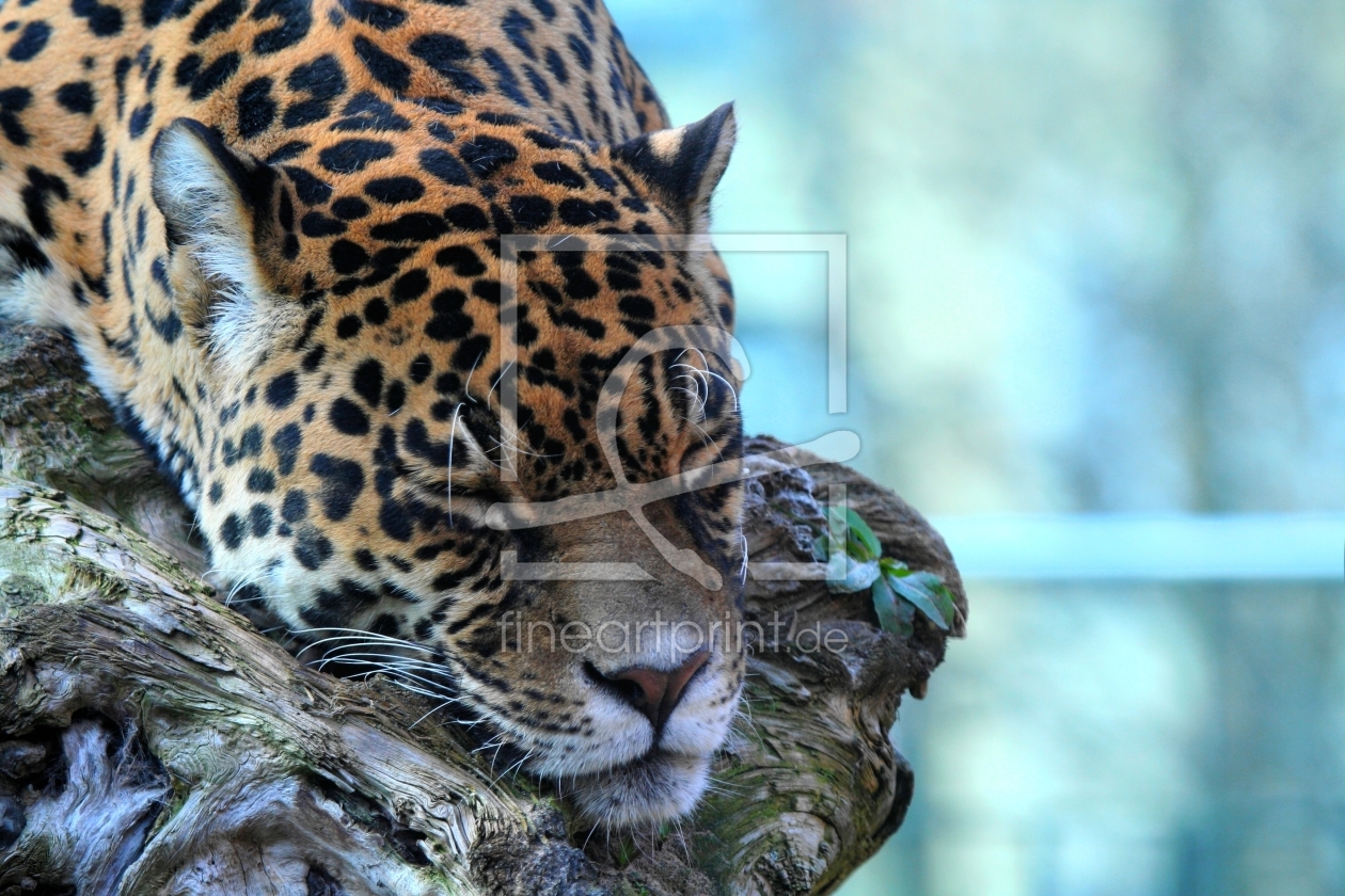 Bild-Nr.: 10348247 sleeping erstellt von Marcel Schauer