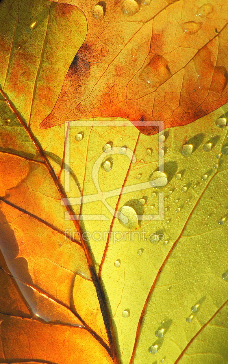 Bild-Nr.: 10348419 Perlen des Herbstes erstellt von Botanicus