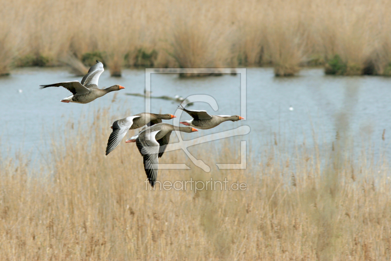 Bild-Nr.: 10349541 F R E I H E I T erstellt von brawo-foto