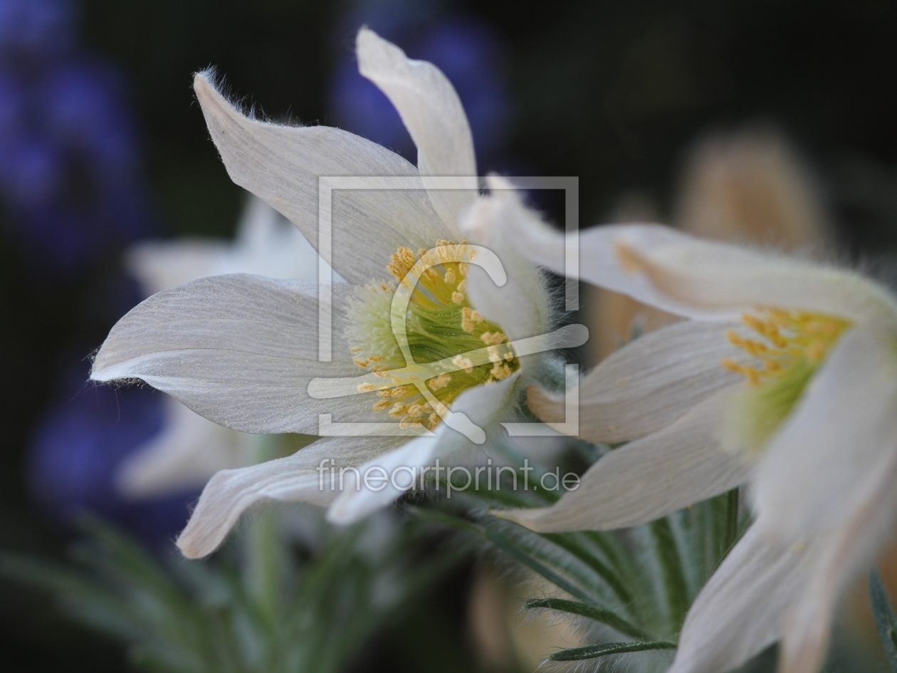 Bild-Nr.: 10352941 Pulsatilla erstellt von falconer59