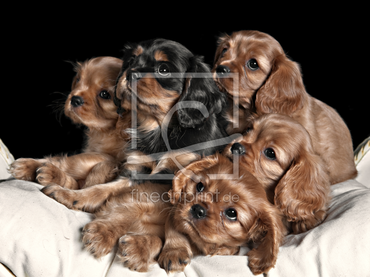 Bild-Nr.: 10353623 little dogs. erstellt von René de Brunn