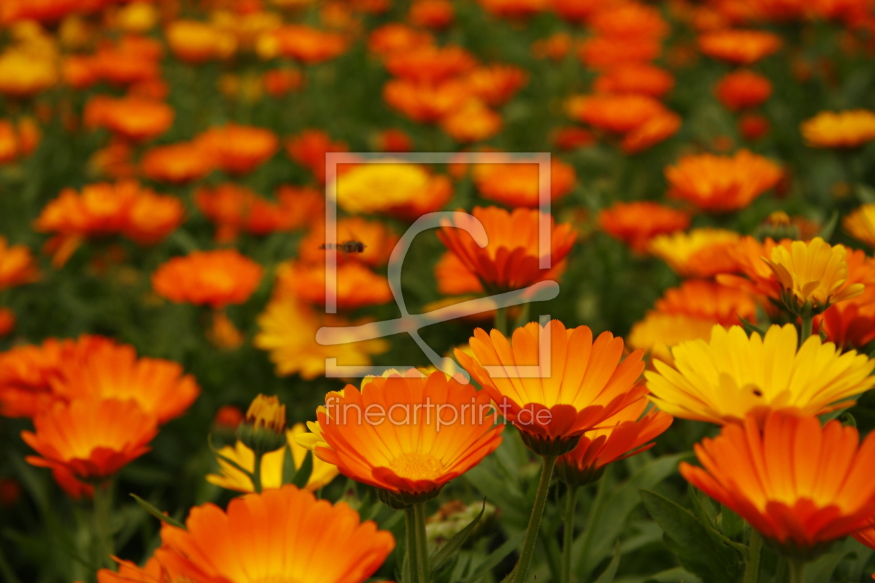 Bild-Nr.: 10355901 Ringelblume erstellt von fotoping