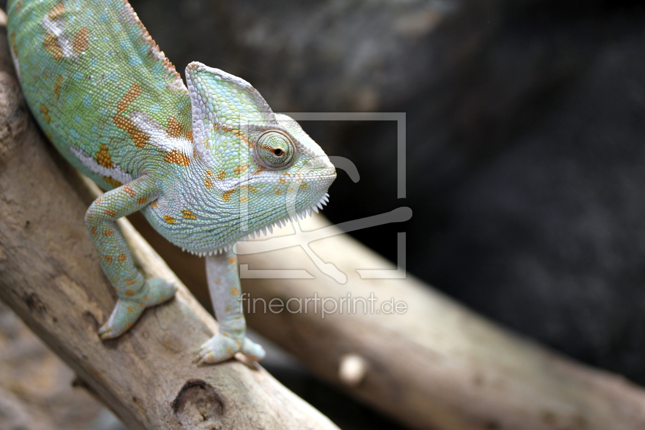 Bild-Nr.: 10356181 Das Chameleon erstellt von TA-Art