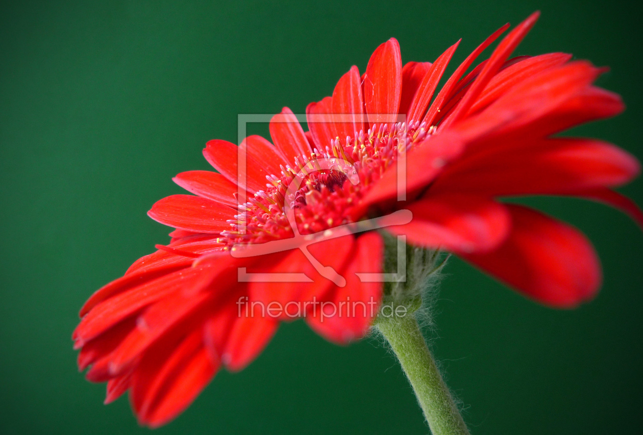 Bild-Nr.: 10356987 Gerbera erstellt von Rolf Eschbach