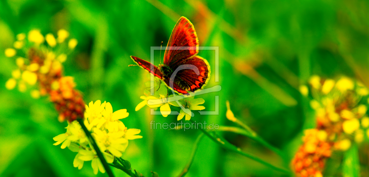 Bild-Nr.: 10358149 Butterfly erstellt von Atteloi