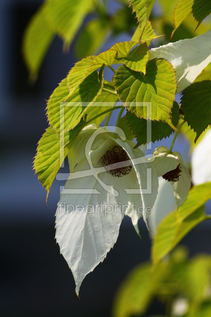 Bild-Nr.: 10358957 Taschentuchbaum erstellt von falconer59