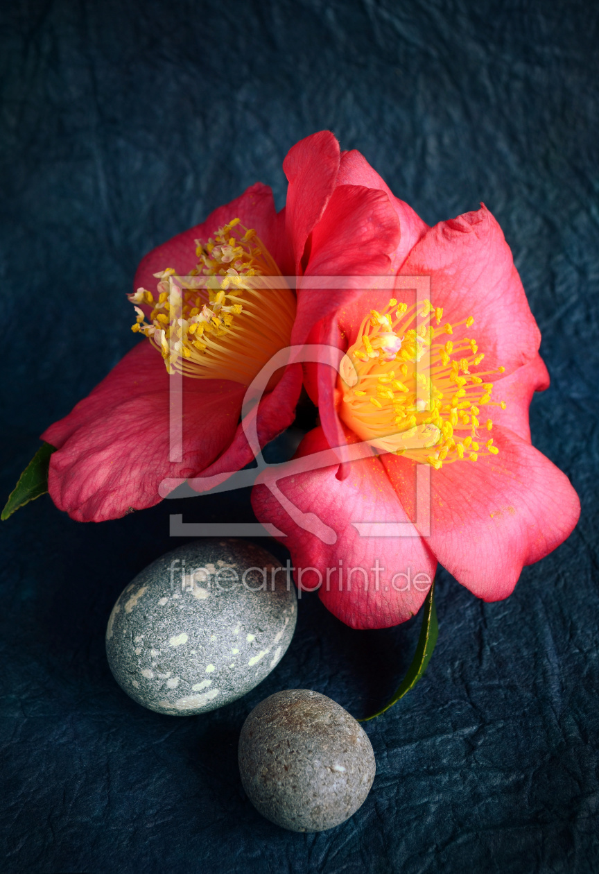 Bild-Nr.: 10361363 Camellia erstellt von Rolf Eschbach