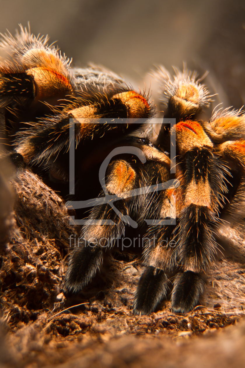 Bild-Nr.: 10364735 Spinne RK erstellt von Matzedonien