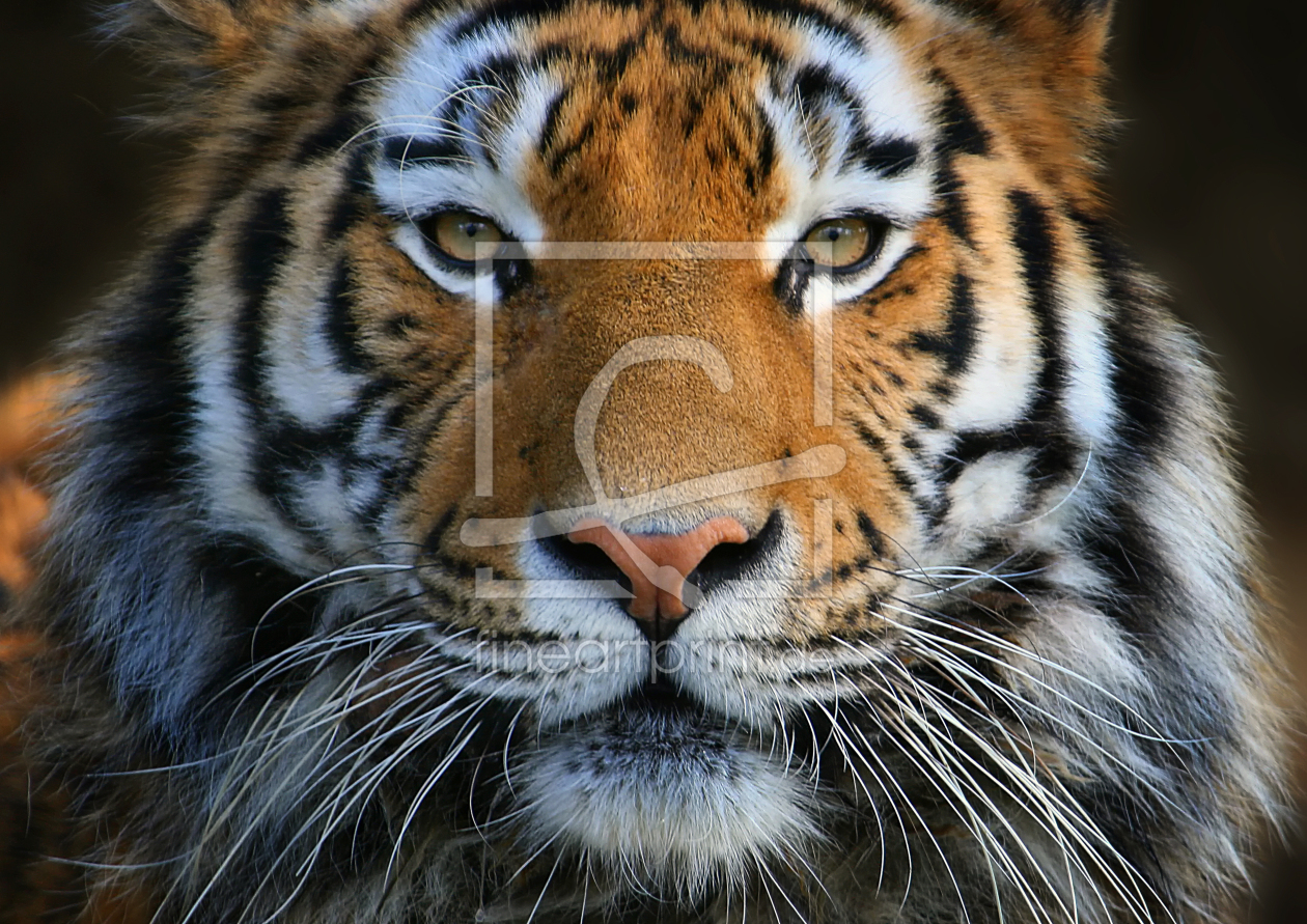 Bild-Nr.: 10366017 Tiger's Augen-Blick  erstellt von Elke Krone