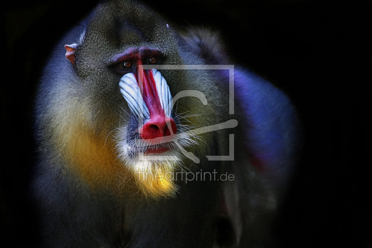 Bild-Nr.: 10367699 Mandrill erstellt von Elke Krone