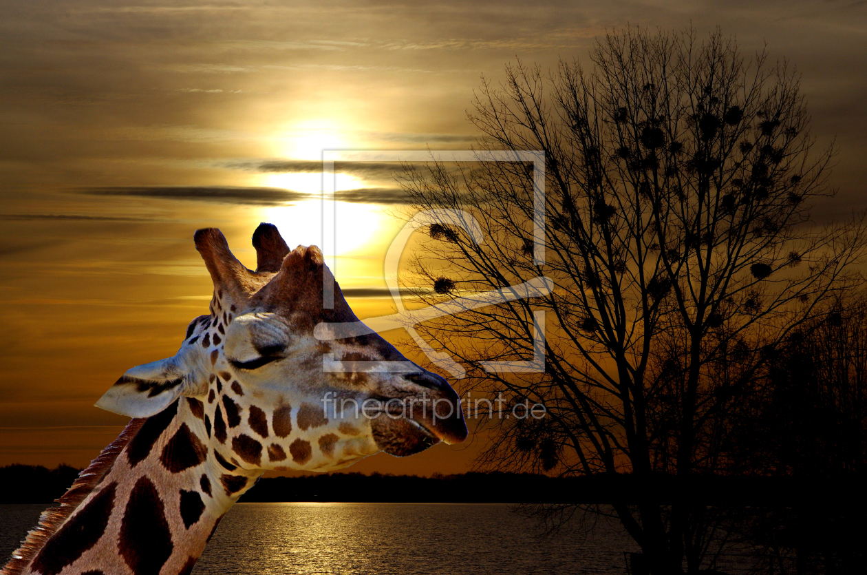 Bild-Nr.: 10367913 Giraffe im Abendlicht erstellt von Renate Schunack
