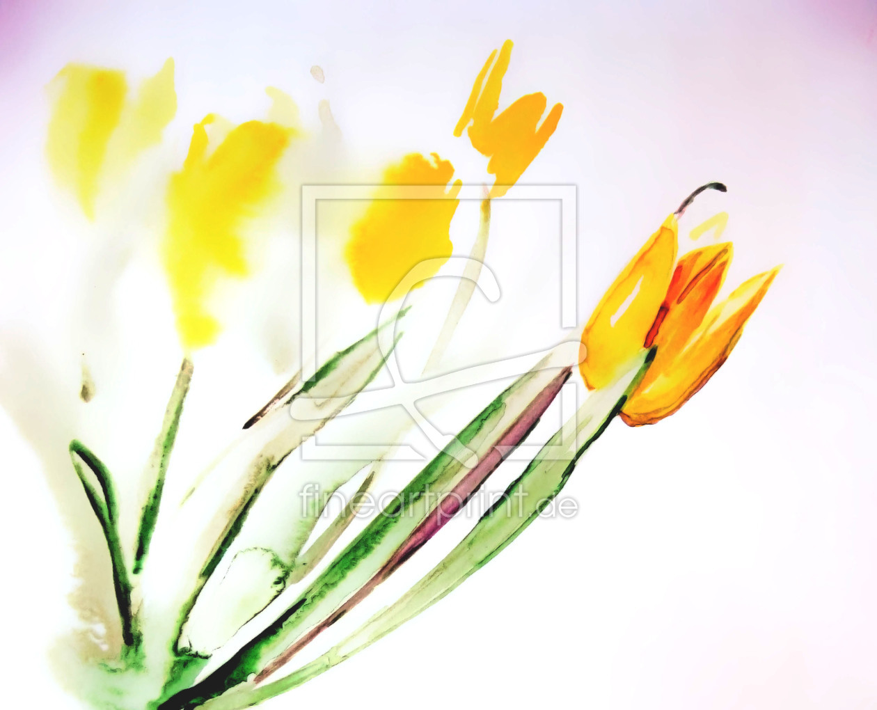 Bild-Nr.: 10368255 Tulpenimpression erstellt von M.A. Ziehr