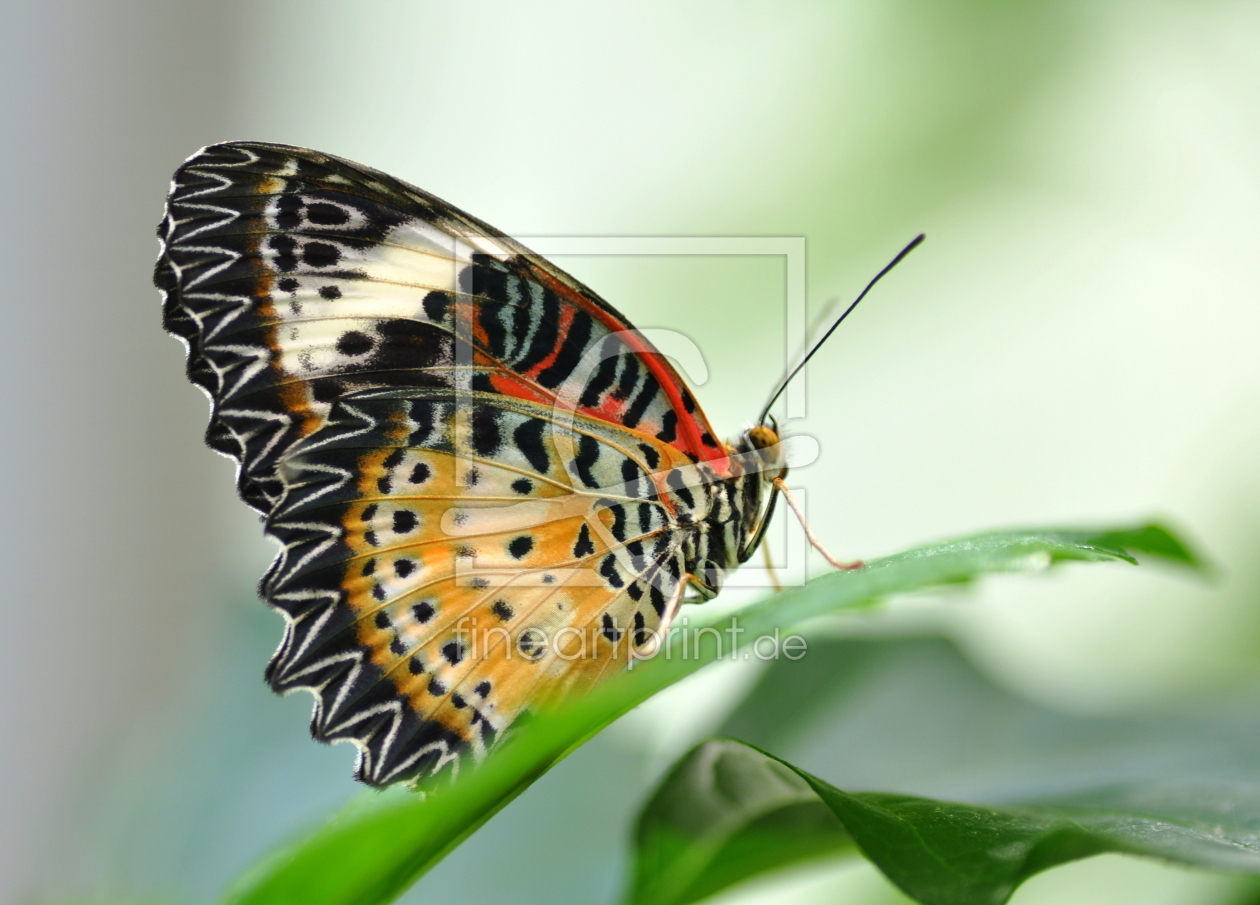 Bild-Nr.: 10368411 * Edelfalter * erstellt von GUGIGEI