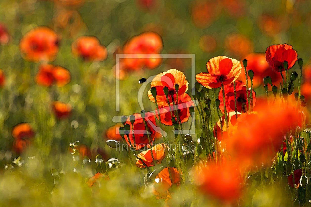 Bild-Nr.: 10369649 Mohn - Impression erstellt von Thomas-Mertens