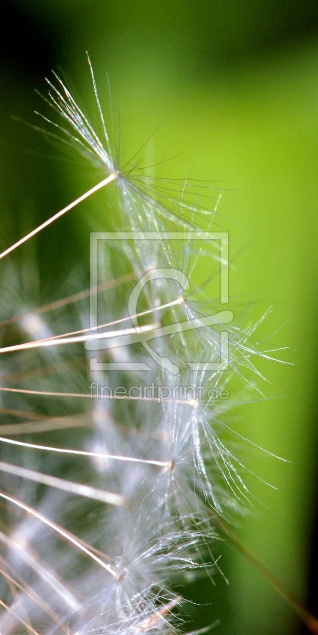 Bild-Nr.: 10370107 Pusteblume erstellt von Susanne Herppich