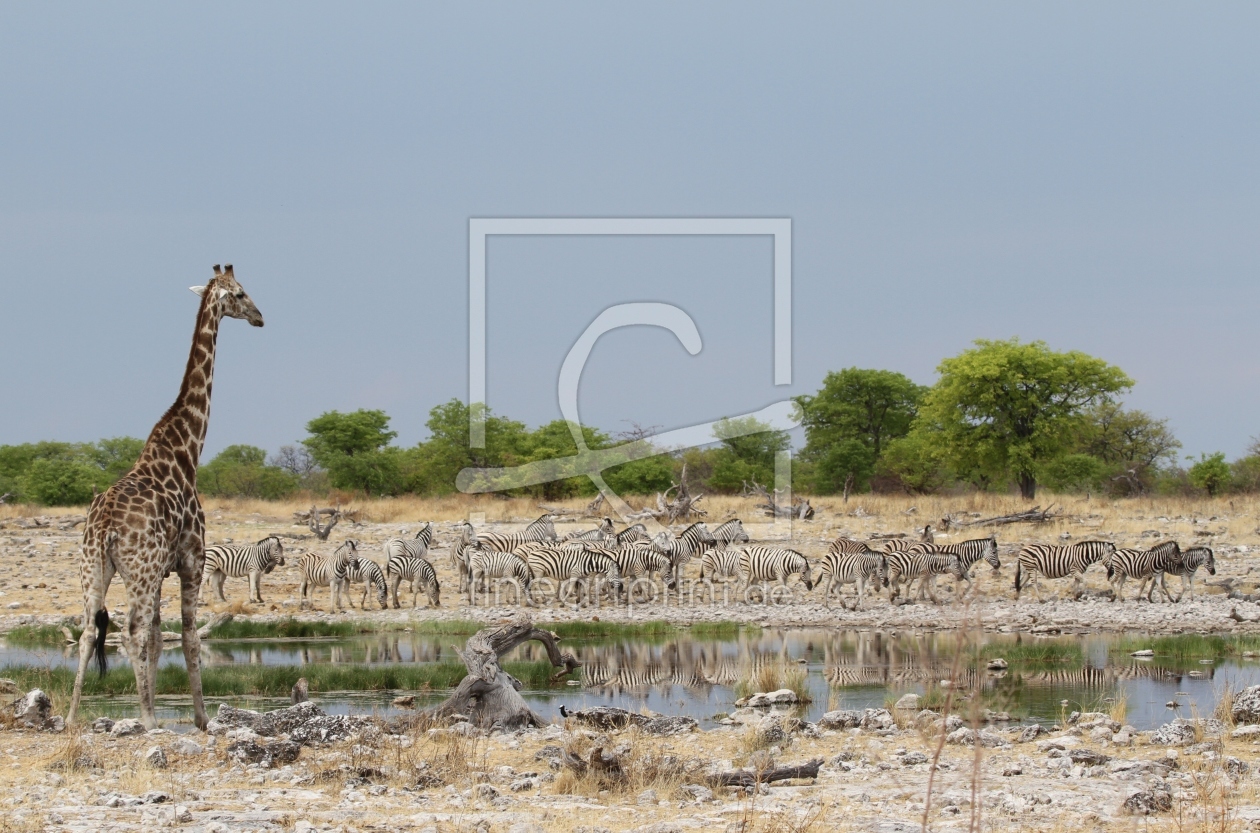 Bild-Nr.: 10371387 Girafe & Zebra  erstellt von arno-geertsema