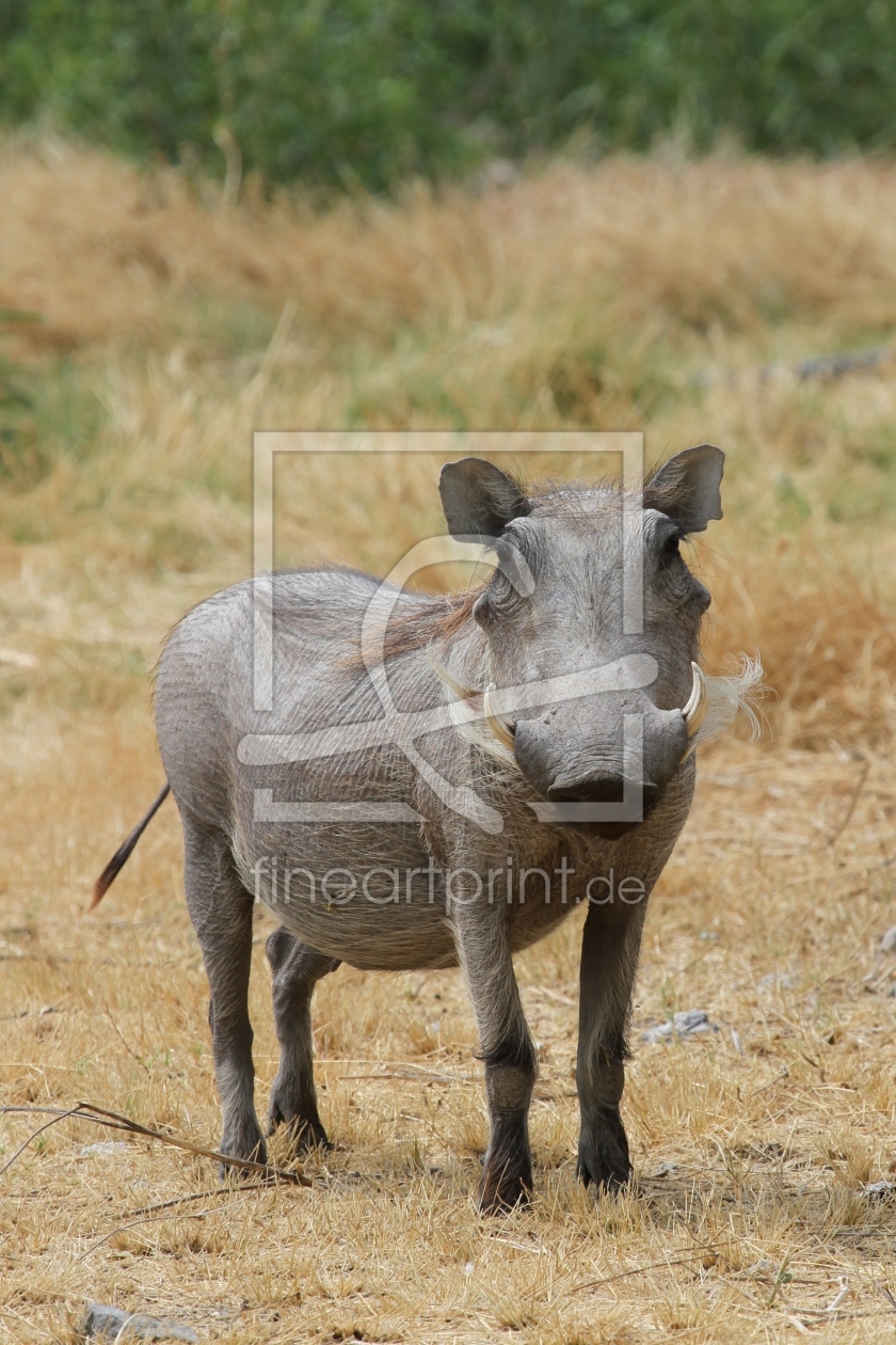 Bild-Nr.: 10371521 pumba the Sau erstellt von arno-geertsema