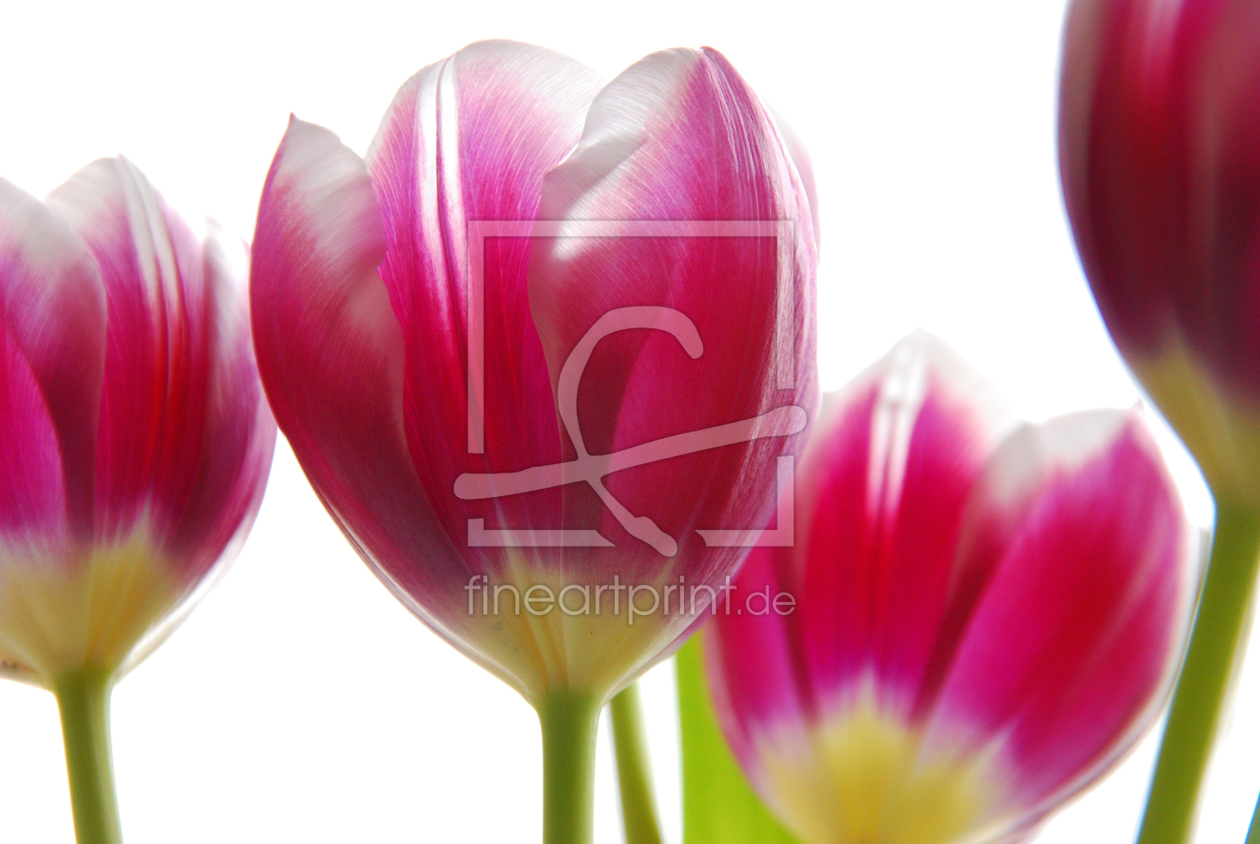 Bild-Nr.: 10374673 # tulip 02 # erstellt von hannes cmarits