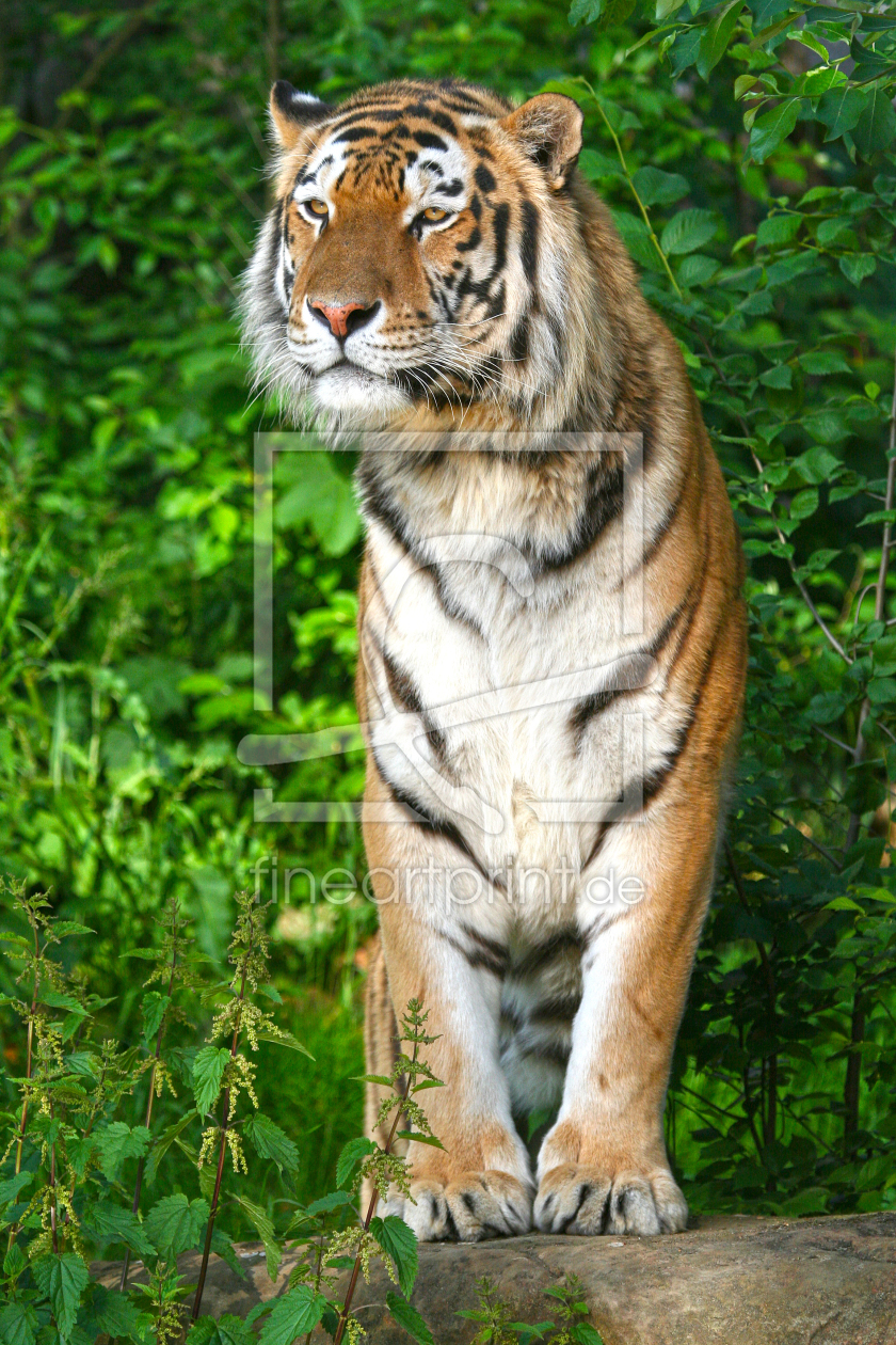 Bild-Nr.: 10379811 Tigerportrait erstellt von Marcel Schauer