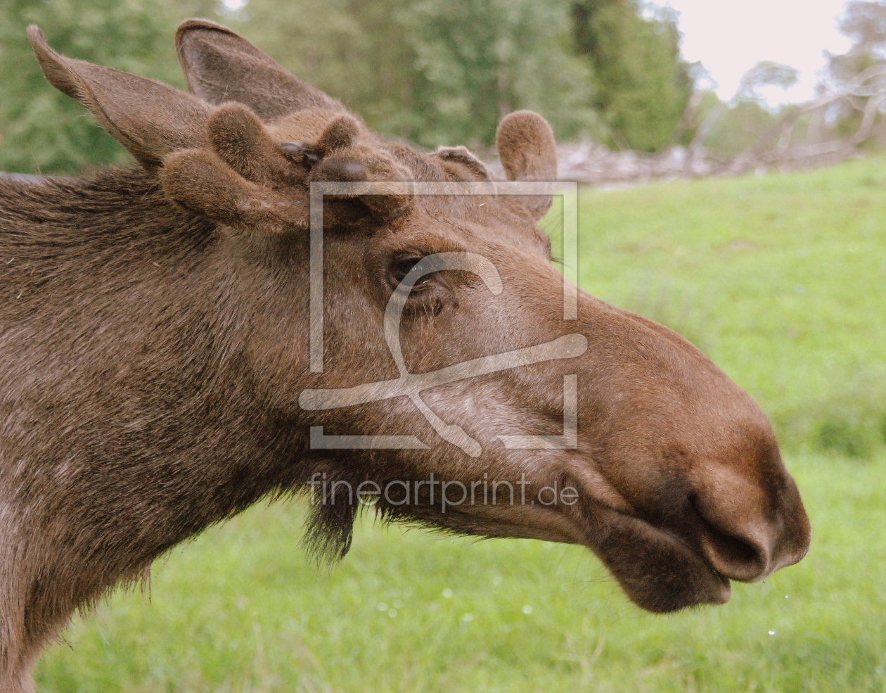 Bild-Nr.: 10381521 Elch-Portrait erstellt von GUGIGEI