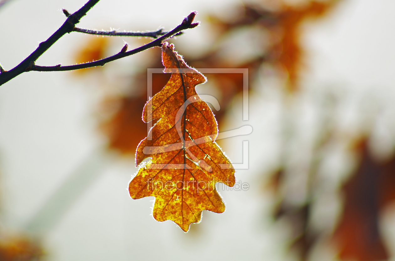 Bild-Nr.: 10382421 Quercus Blatt (Eichenblatt)  erstellt von Tanja Riedel